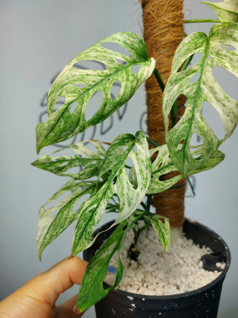 Monstera Acuminata Variegata Mint | Sadzonka 19 | 50cm