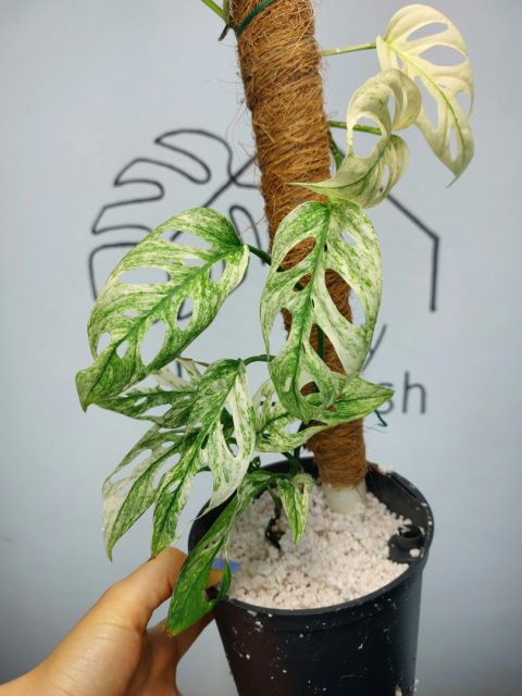 Monstera Acuminata Variegata Mint | Sadzonka 19 | 50cm