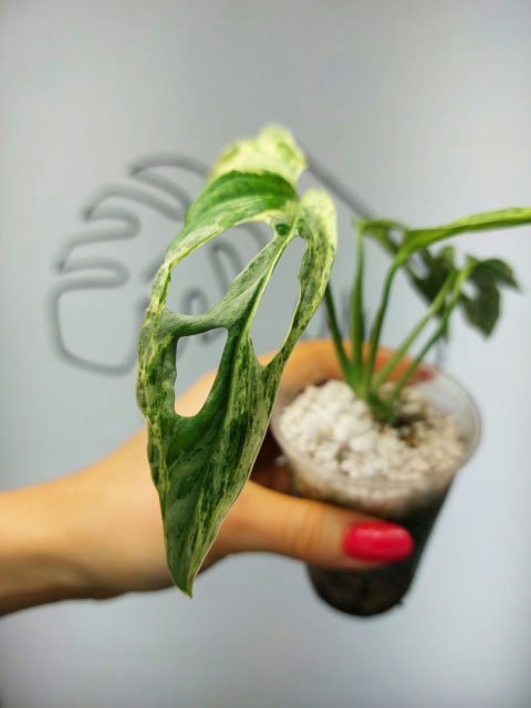 Monstera Adansonii Indonesian Marble Variegata | 20-25cm