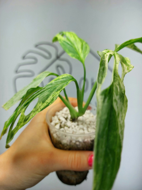 Monstera Adansonii Indonesian Marble Variegata | 20-25cm