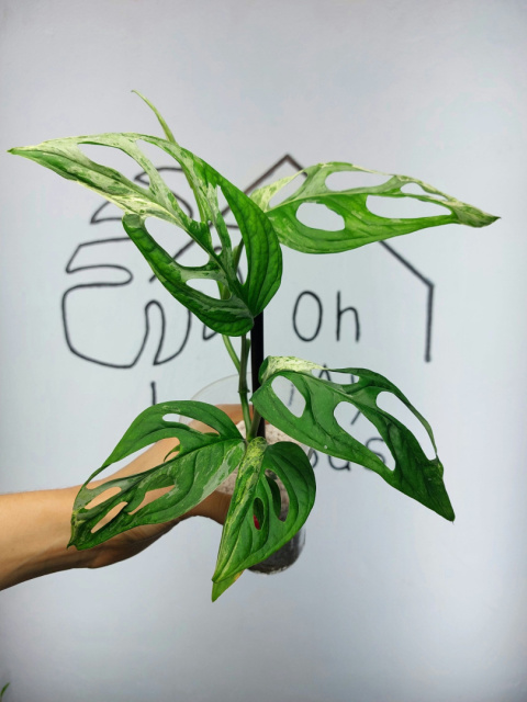 Monstera Adansonii Indonesian Marble Variegata | 25-35cm