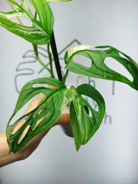 Monstera Adansonii Indonesian Marble Variegata | 25-35cm