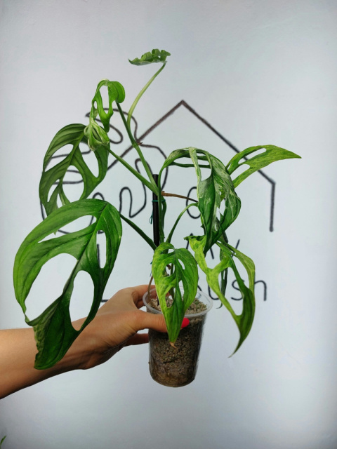 Monstera Adansonii Indonesian Marble Variegata | 35-40cm