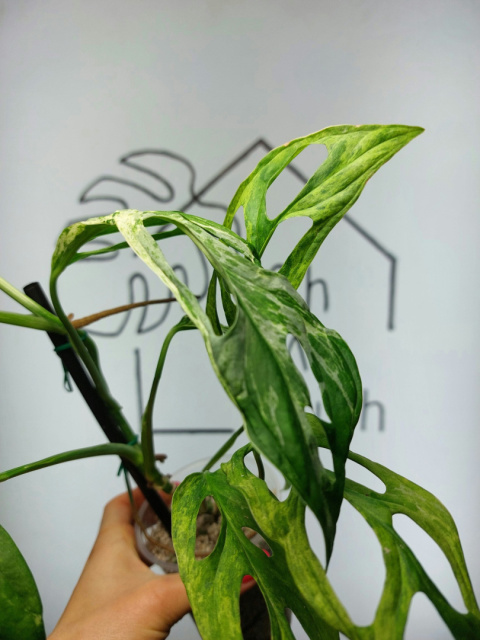 Monstera Adansonii Indonesian Marble Variegata | 35-40cm