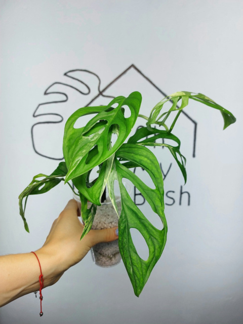 Monstera Adansonii Indonesian Marble Variegata | 40-45cm