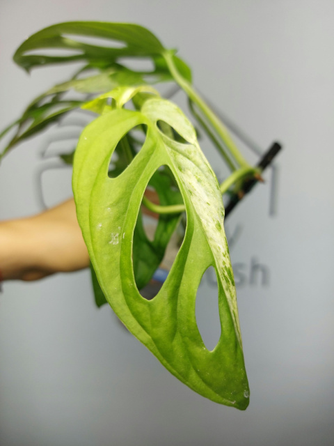 Monstera Adansonii Indonesian Marble Variegata | 40-45cm