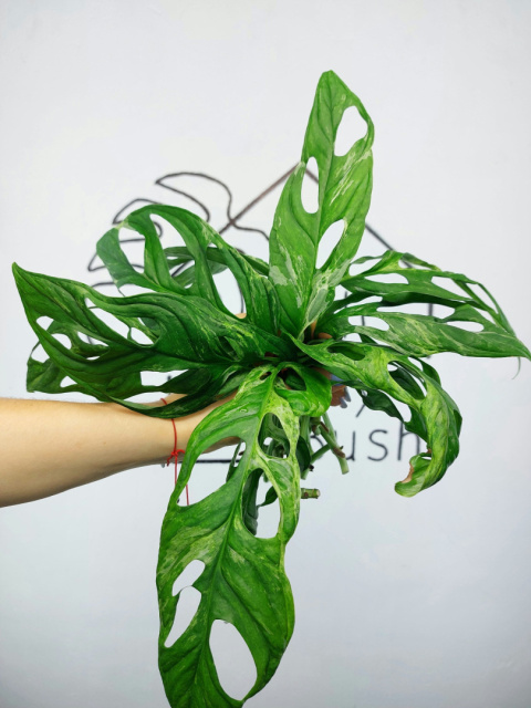 Monstera Adansonii Indonesian Marble Variegata | Pędówka