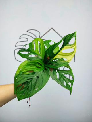 Monstera Adansonii Variegata | Pędówka