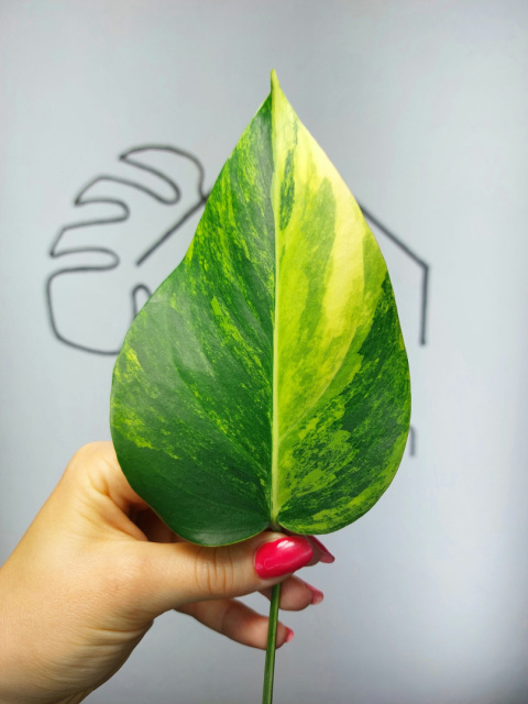 Monstera Aurea Variegata (Marmorata) | Pędówka 1