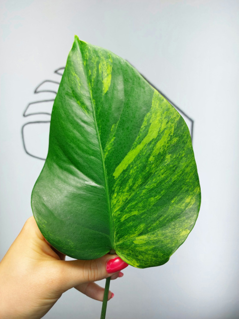 Monstera Aurea Variegata (Marmorata) | Pędówka 2