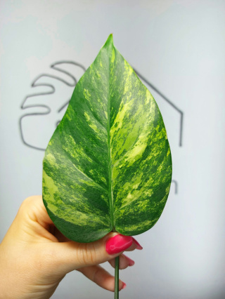 Monstera Aurea Variegata (Marmorata) | Pędówka 3