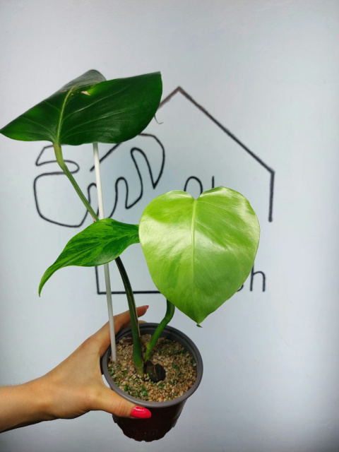 Monstera Aurea Variegata (Marmorata) | Sadzonka 1 | 35cm