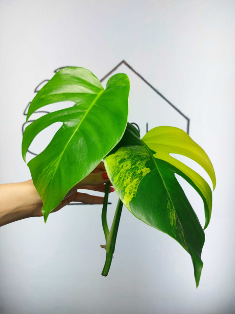 Monstera Aurea Variegata (Marmorata) | Szczyt 1