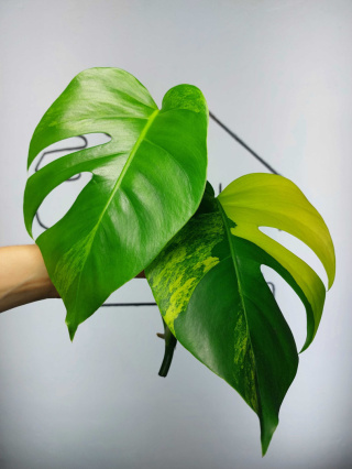 Monstera Aurea Variegata (Marmorata) | Szczyt 1