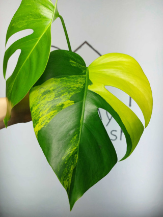 Monstera Aurea Variegata (Marmorata) | Szczyt 1