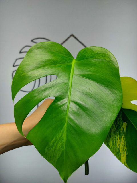 Monstera Aurea Variegata (Marmorata) | Szczyt 1