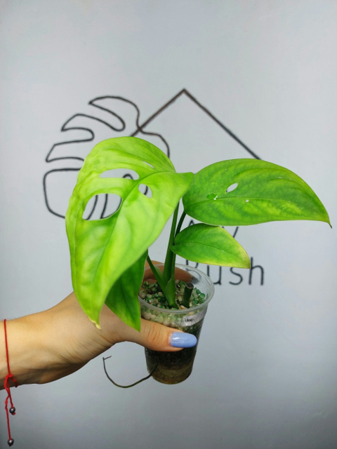 Monstera Esqueleto | 20-25cm