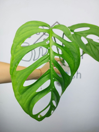 Monstera Esqueleto | 40-45cm