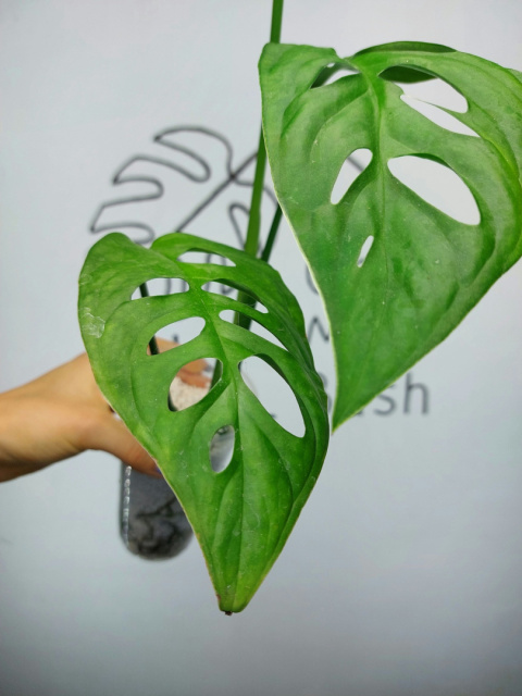 Monstera Esqueleto | 40-45cm