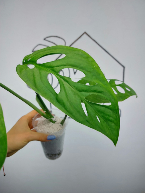 Monstera Esqueleto | 40-45cm