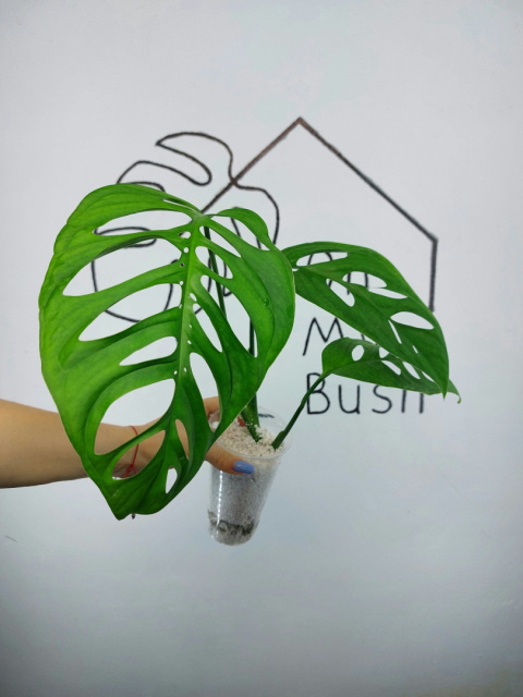 Monstera Esqueleto | 40-45cm