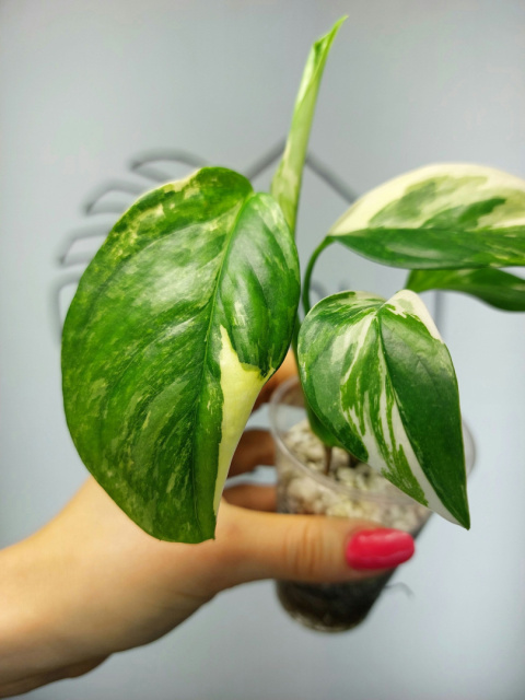 Monstera Lechleriana Variegata | 20-25cm