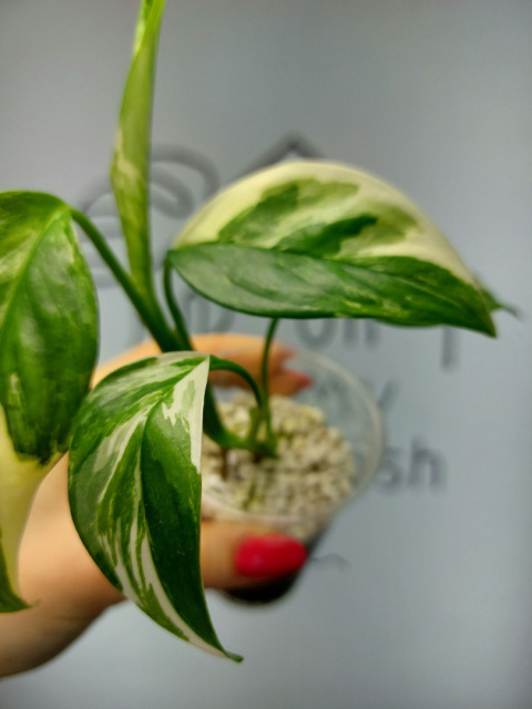 Monstera Lechleriana Variegata | 20-25cm