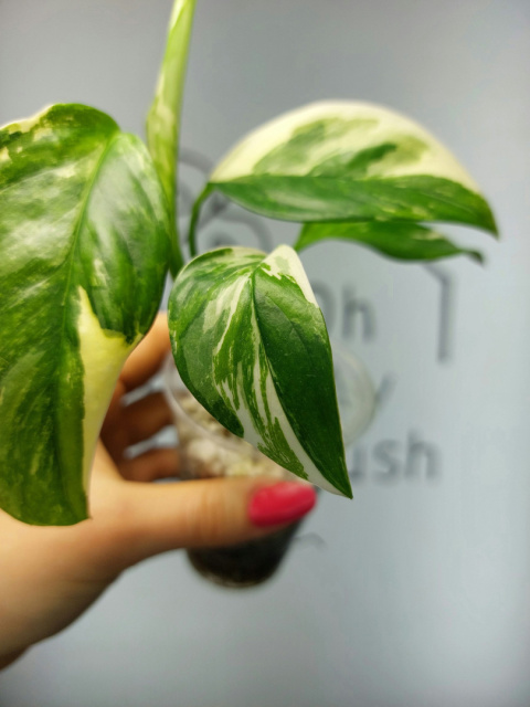 Monstera Lechleriana Variegata | 20-25cm