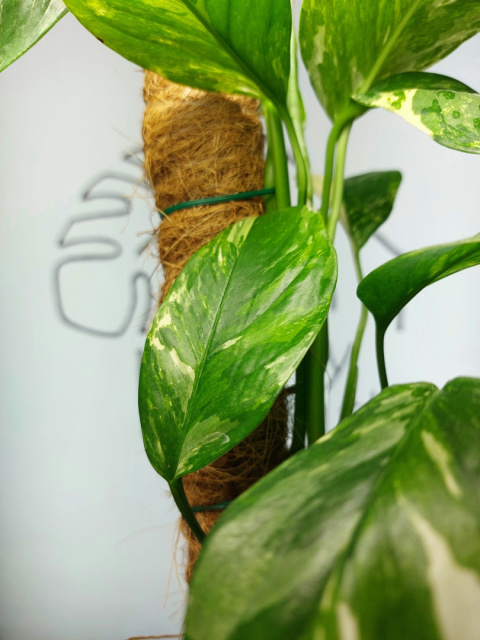 Monstera Lechleriana Variegata | Sadzonka 33 | 45cm