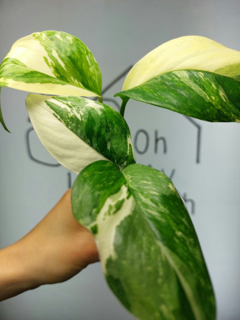 Monstera Lechleriana Variegata | Sadzonka 36 | 25cm