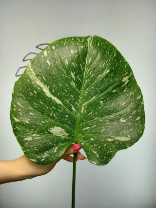 Monstera Thai Constellation | Pędówka 1