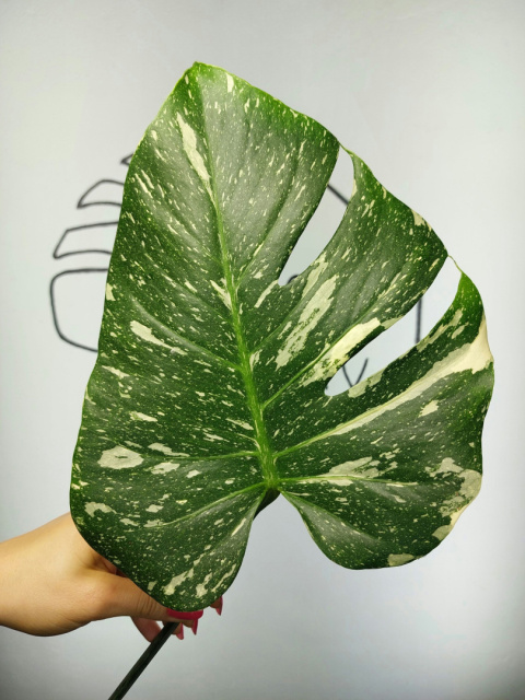 Monstera Thai Constellation | Pędówka 4