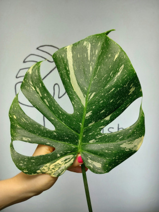 Monstera Thai Constellation | Pędówka 5