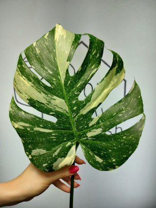 Monstera Thai Constellation | Pędówka 6