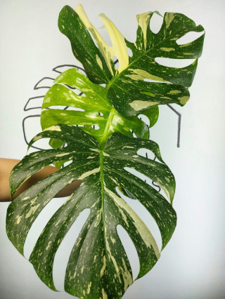 Monstera Thai Constellation | Szczyt 1