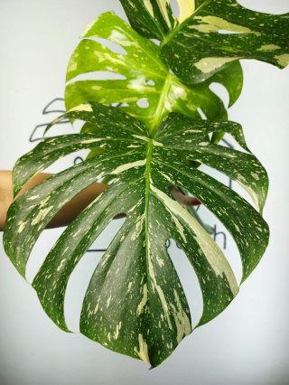 Monstera Thai Constellation | Szczyt 1