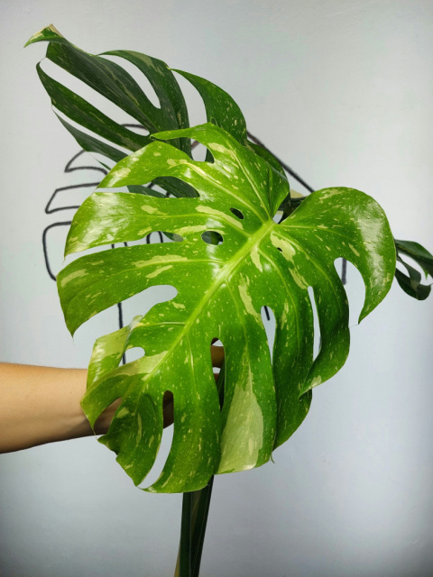 Monstera Thai Constellation | Szczyt 1