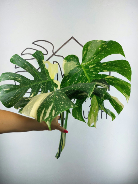 Monstera Thai Constellation | Szczyt 3