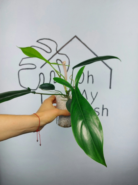 Philodendron 69686 | 25-35cm