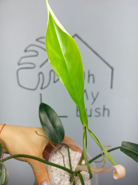 Philodendron 69686 | 25-35cm