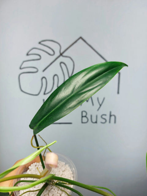 Philodendron 69686 | 25-35cm