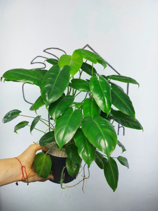 Philodendron Burle Marx | 30-35cm