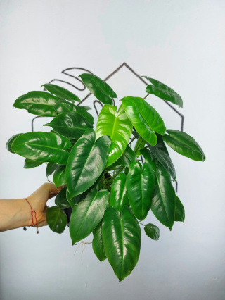 Philodendron Burle Marx | 30-35cm