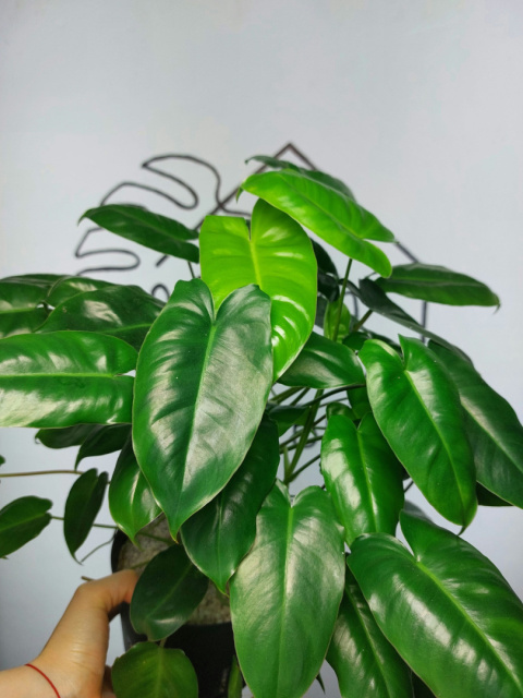 Philodendron Burle Marx | 30-35cm