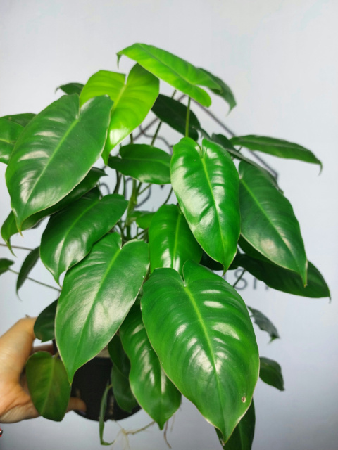 Philodendron Burle Marx | 30-35cm