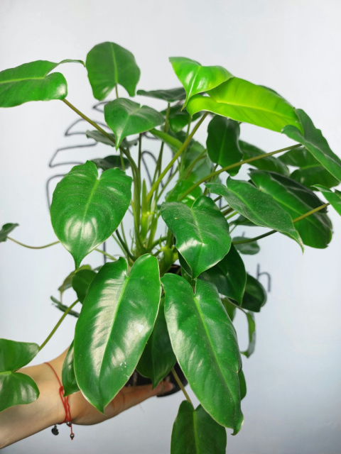 Philodendron Burle Marx | 30-35cm