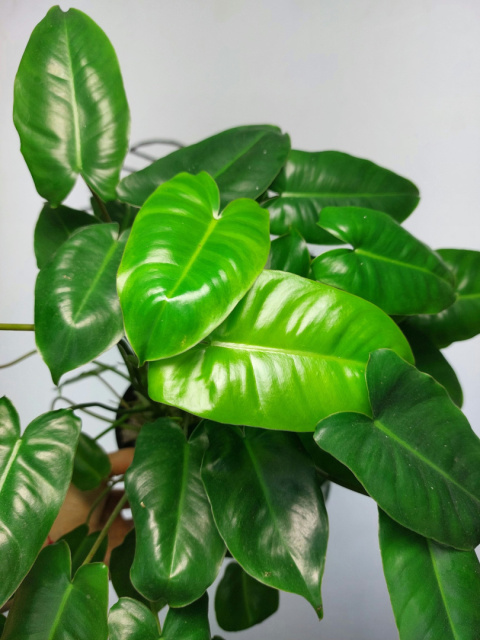 Philodendron Burle Marx | 30-35cm