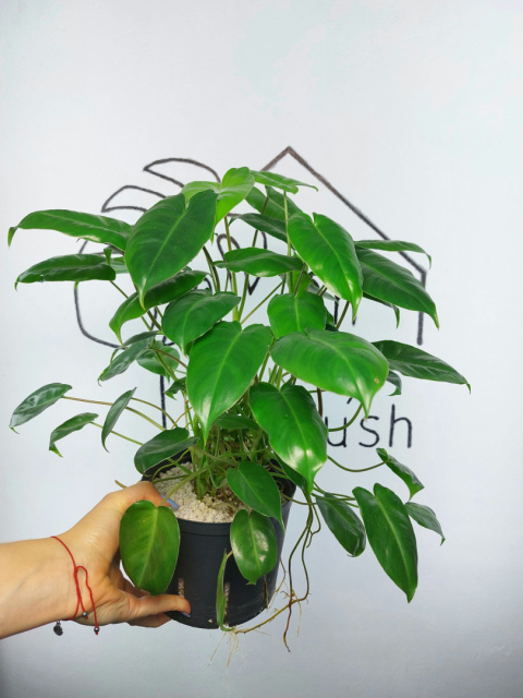 Philodendron Burle Marx | 30-35cm