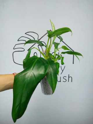 Philodendron Domesticum | 25-30cm