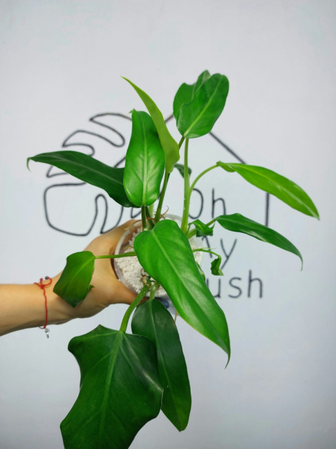 Philodendron Domesticum | 25-30cm